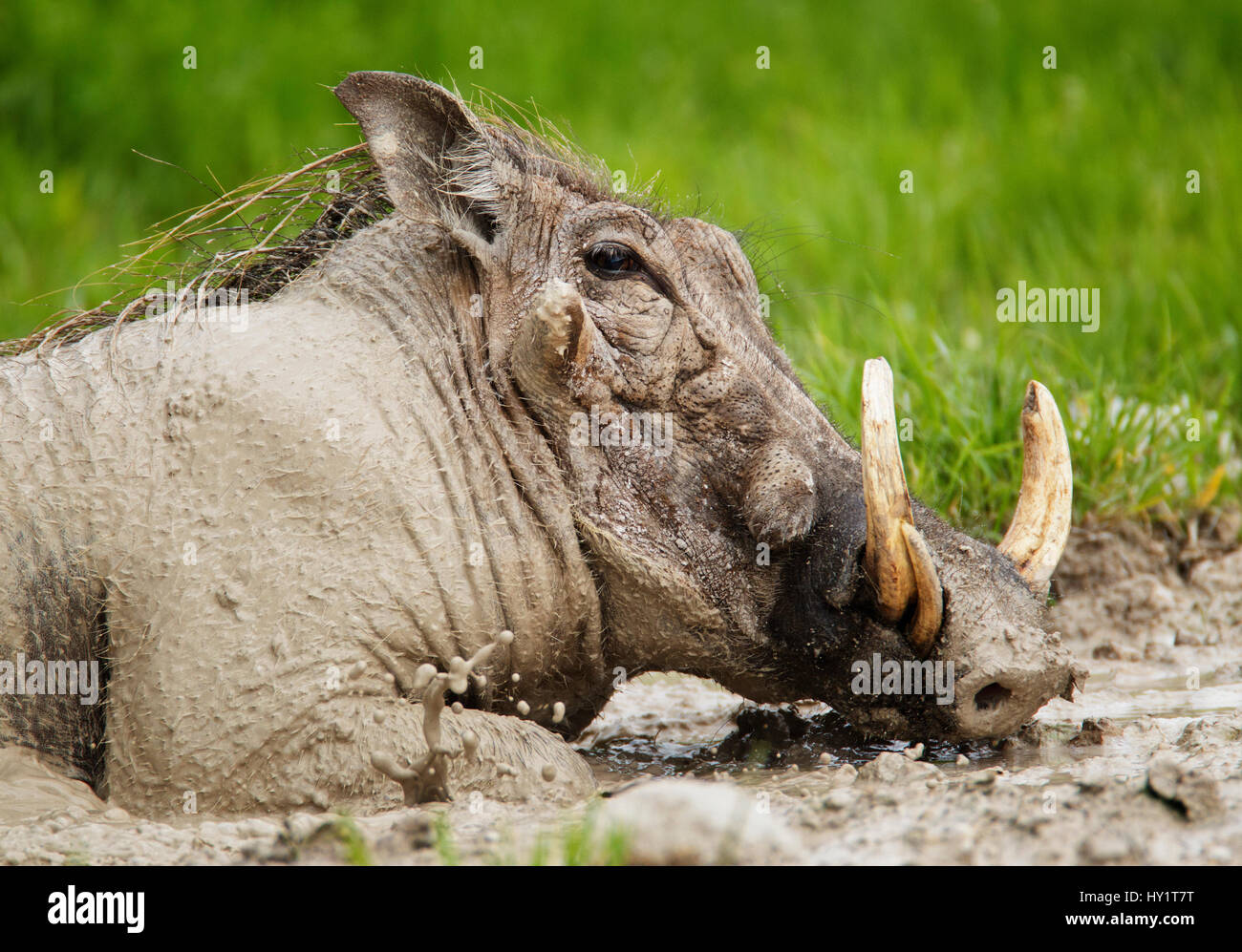 Warthog (Phacochoeros aethiopicus) male wallowing in mud. Etosha National Park, Namibia, January. Stock Photo