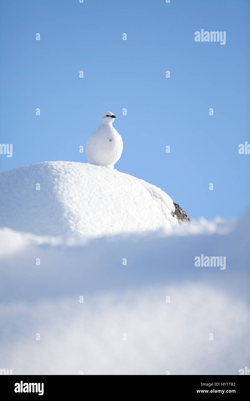 RF- Rock ptarmigan (Lagopus mutus) standing on boulder, camouflaged against snow in winter plumage. Cairngorms National Park, Highlands, Scotland, UK, Stock Photo