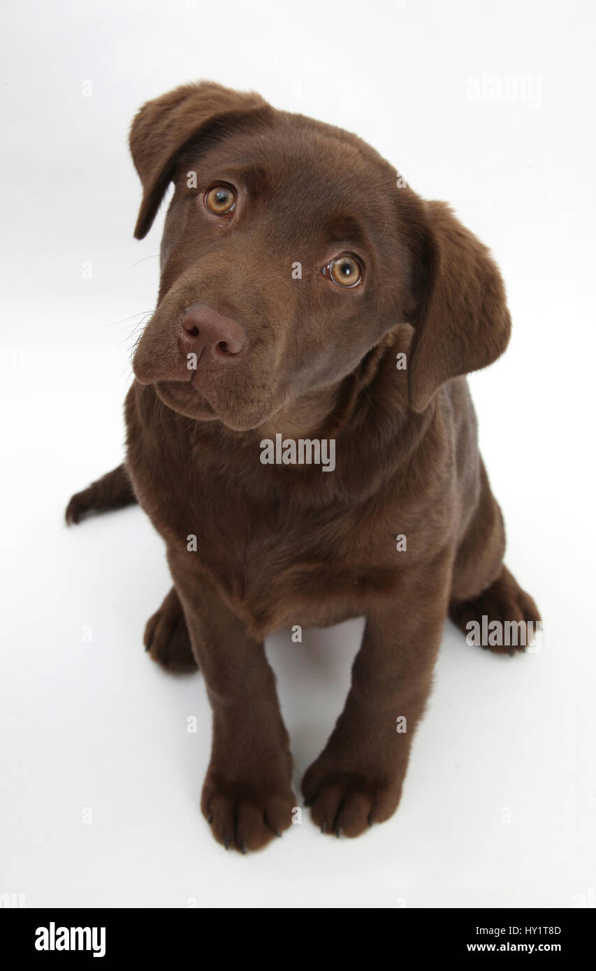 Chocolate Labrador puppy, 3 months, looking up into the camera. Stock Photo