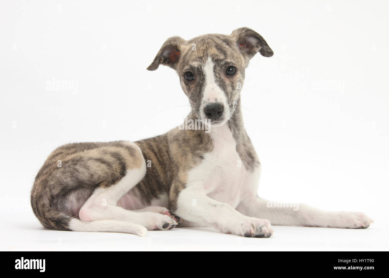 Brindle And White Whippet Puppy 9 Weeks Stock Photo 137109308