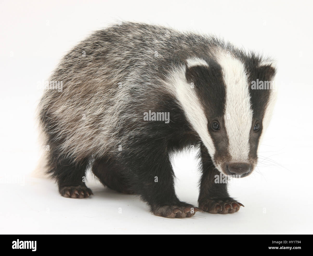 Portrait of a young Badger (Meles meles). Stock Photo