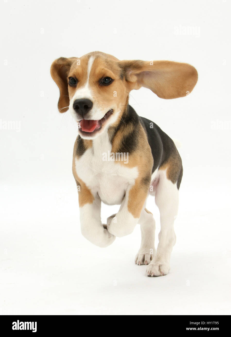 Beagle puppy running. Stock Photo