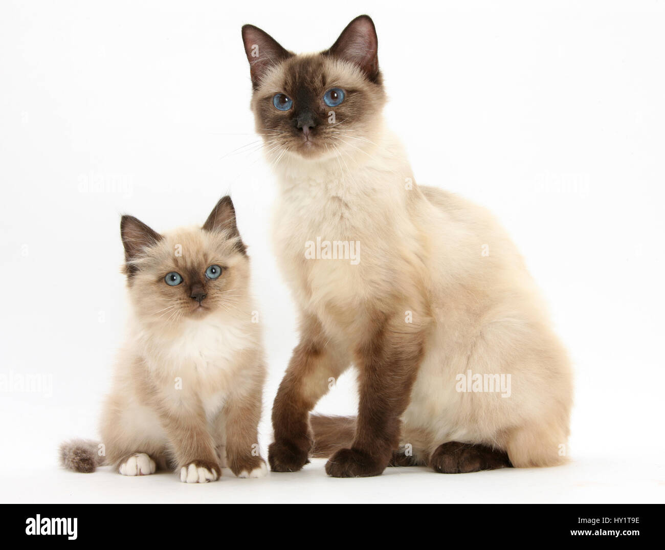 Birman-cross cat and kitten. Stock Photo