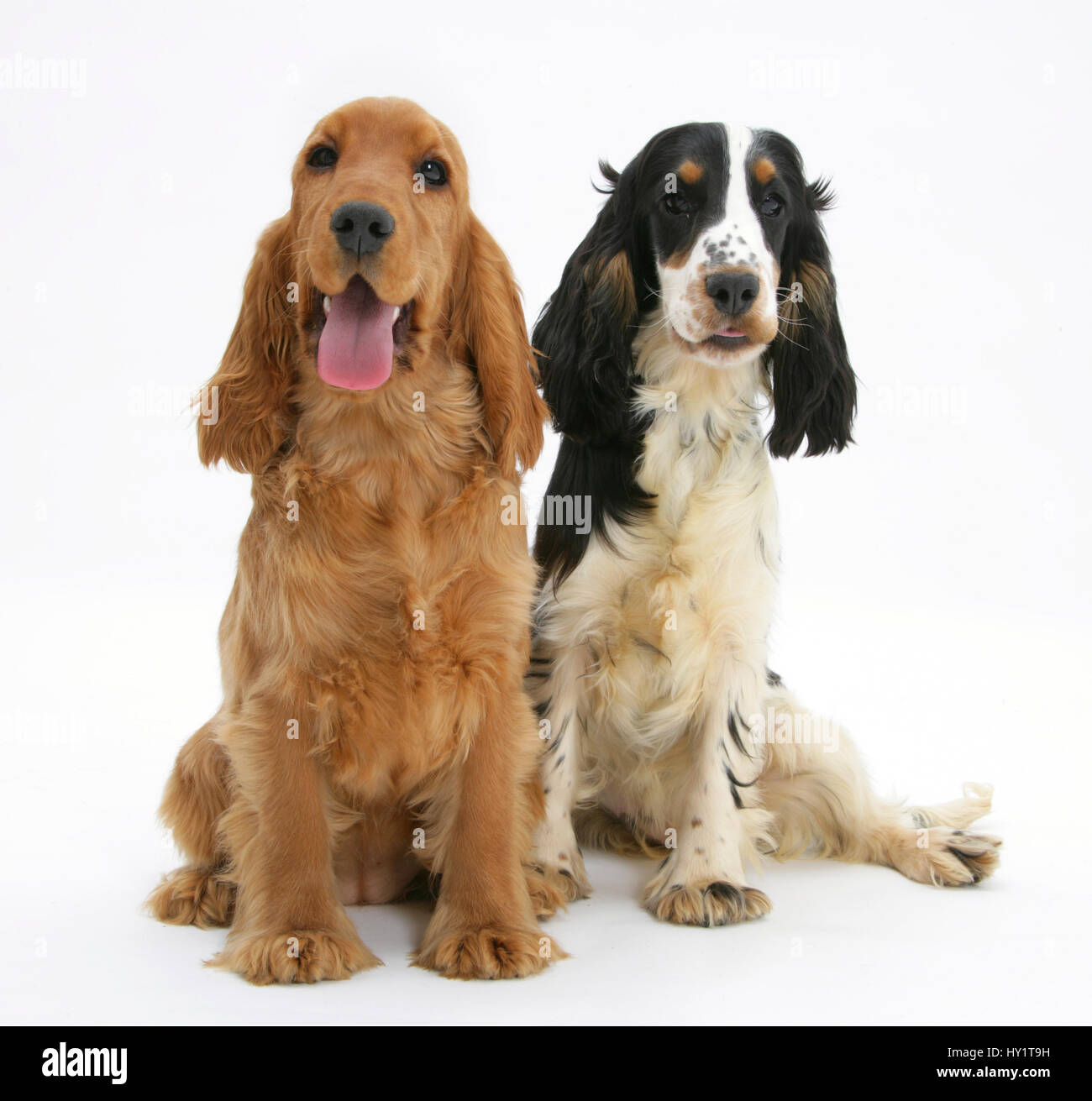 Red/Golden and tricolour English Cocker Spaniels. Stock Photo