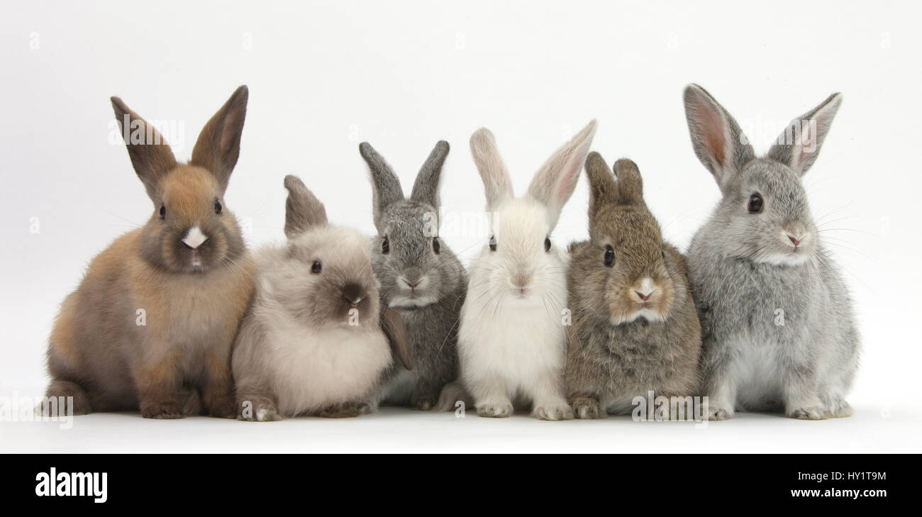 Six baby rabbits in line. Stock Photo