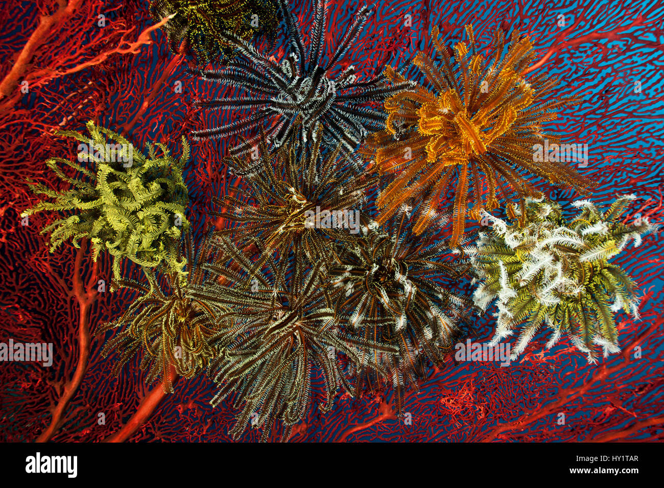 Gorgonian fan coral with Featherstars / crinoids attached, West New Britain, Papua New Guinea. Stock Photo