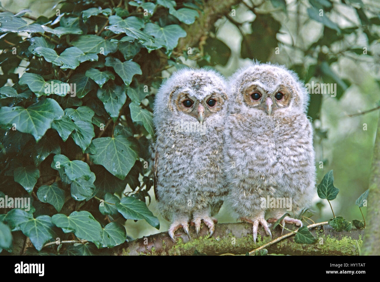 Tawny Owl Chicks High Resolution Stock Photography And Images Alamy tawny-owl-chicks-high-resolution-stock-photography-and-images-alamy