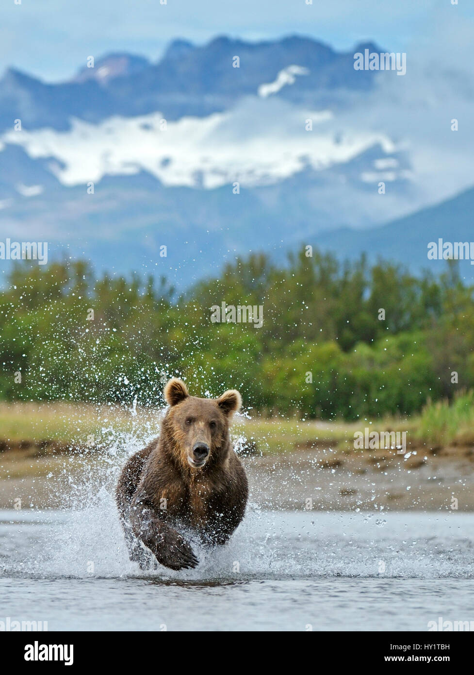 Grizzly bear (Ursus arctos horribilis) leaping through water, chasing salmon. Katmai National Park, Alaska, USA, August. Stock Photo