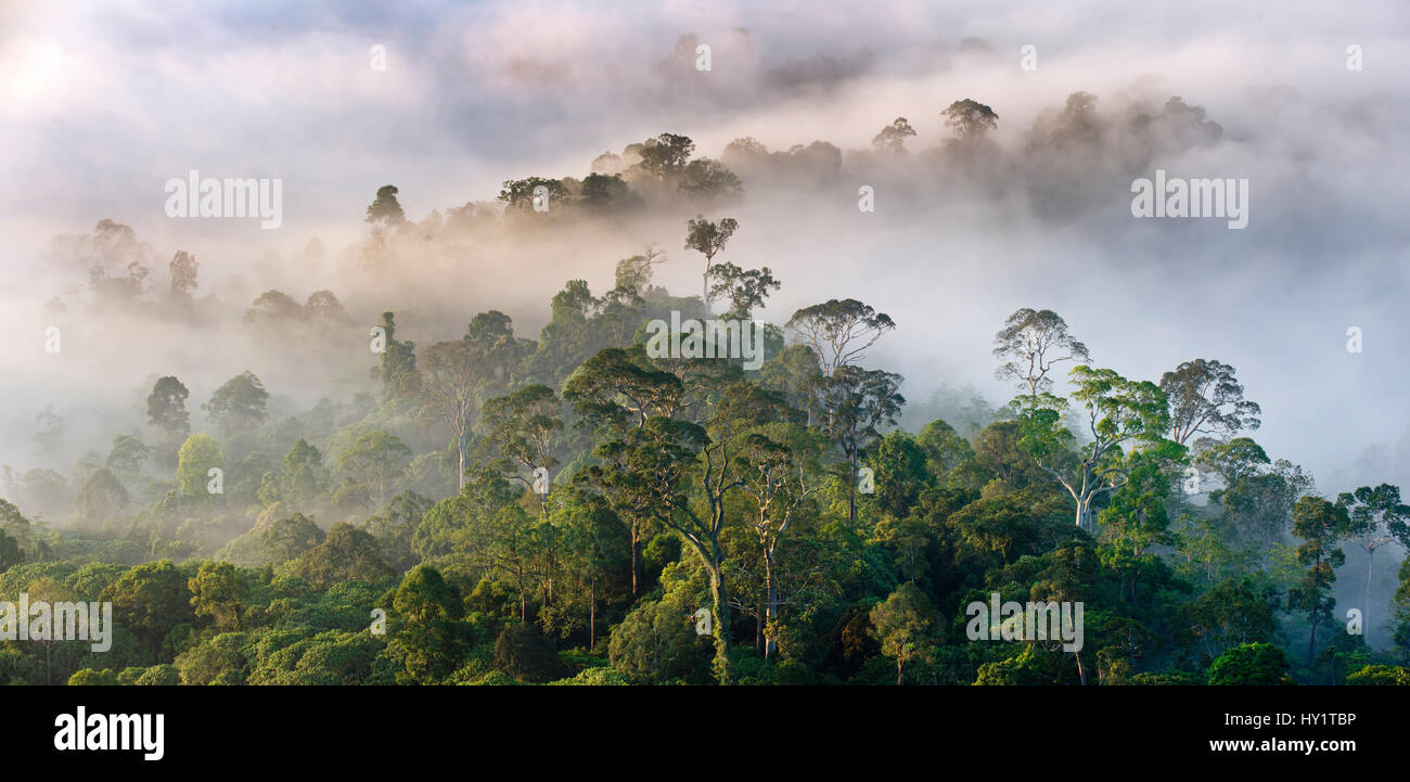 Mist hanging over lowland rainforest just after sunrise. Danum Valley Conservation Area, Sabah, Borneo. Stock Photo