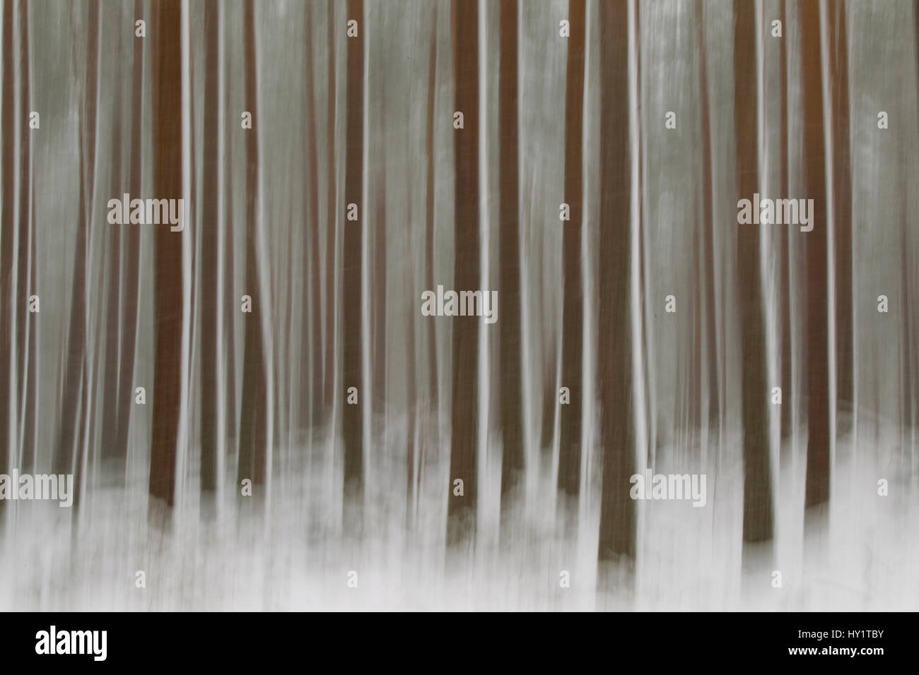 Abstract of winter pine forest, Cairngorms National Park, Highlands, Scotland, UK. March 2011. Stock Photo