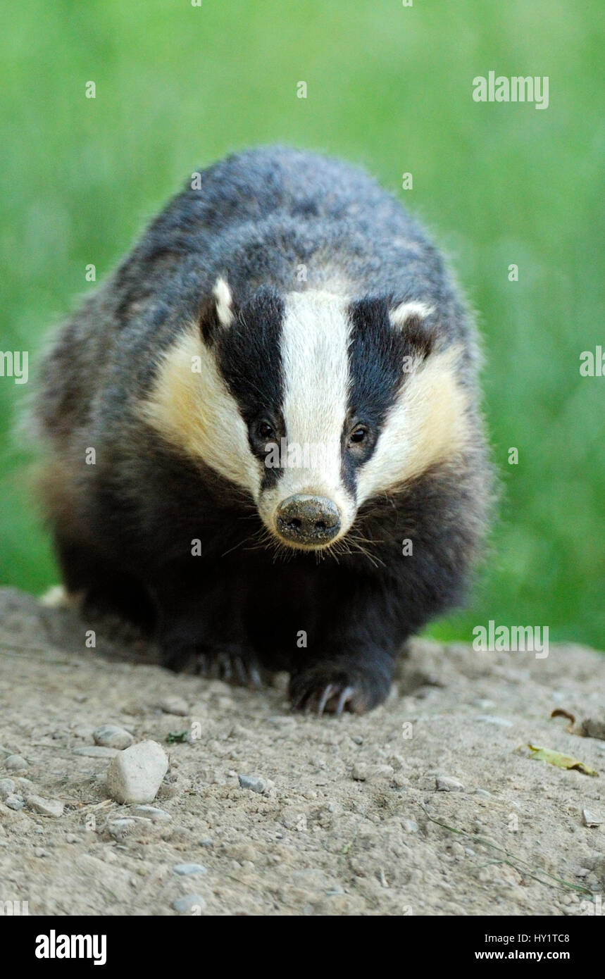 European Badger (Meles meles) portrait. Wales, July. Stock Photo