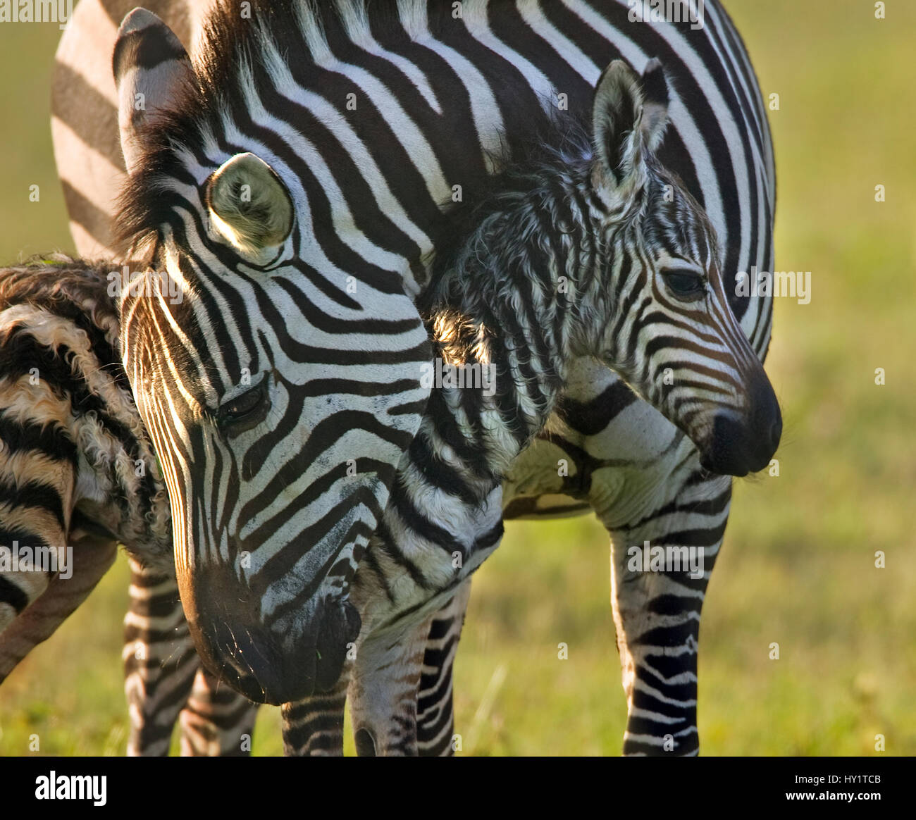 Premium Photo  Zebra foal baby with its long legs