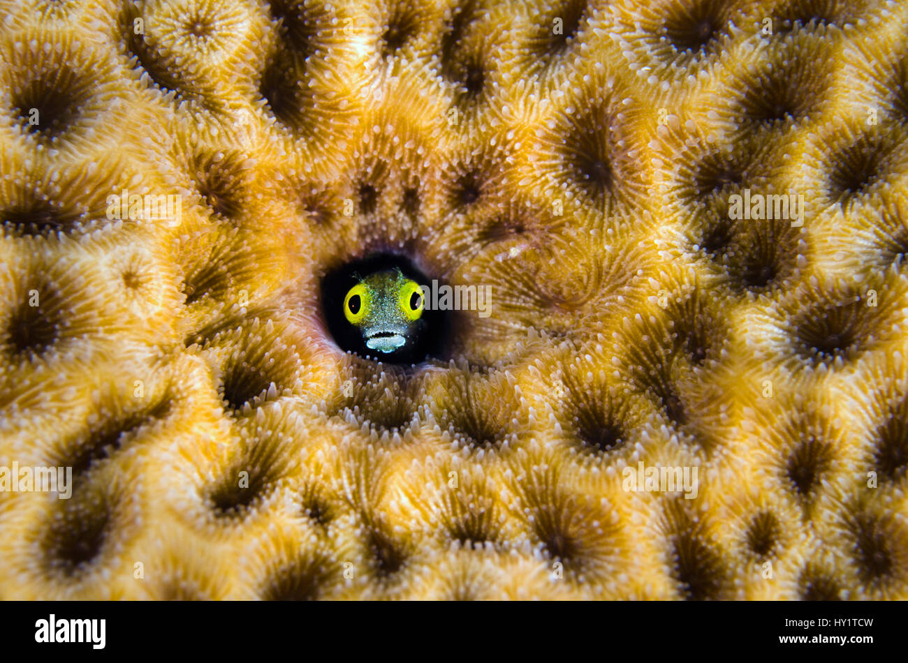 RF- Secretary blenny (Acanthemblemaria maria) peering from hole in massive Starlet coral (Siderastrea siderea). East End, Grand Cayman, Cayman Islands Stock Photo