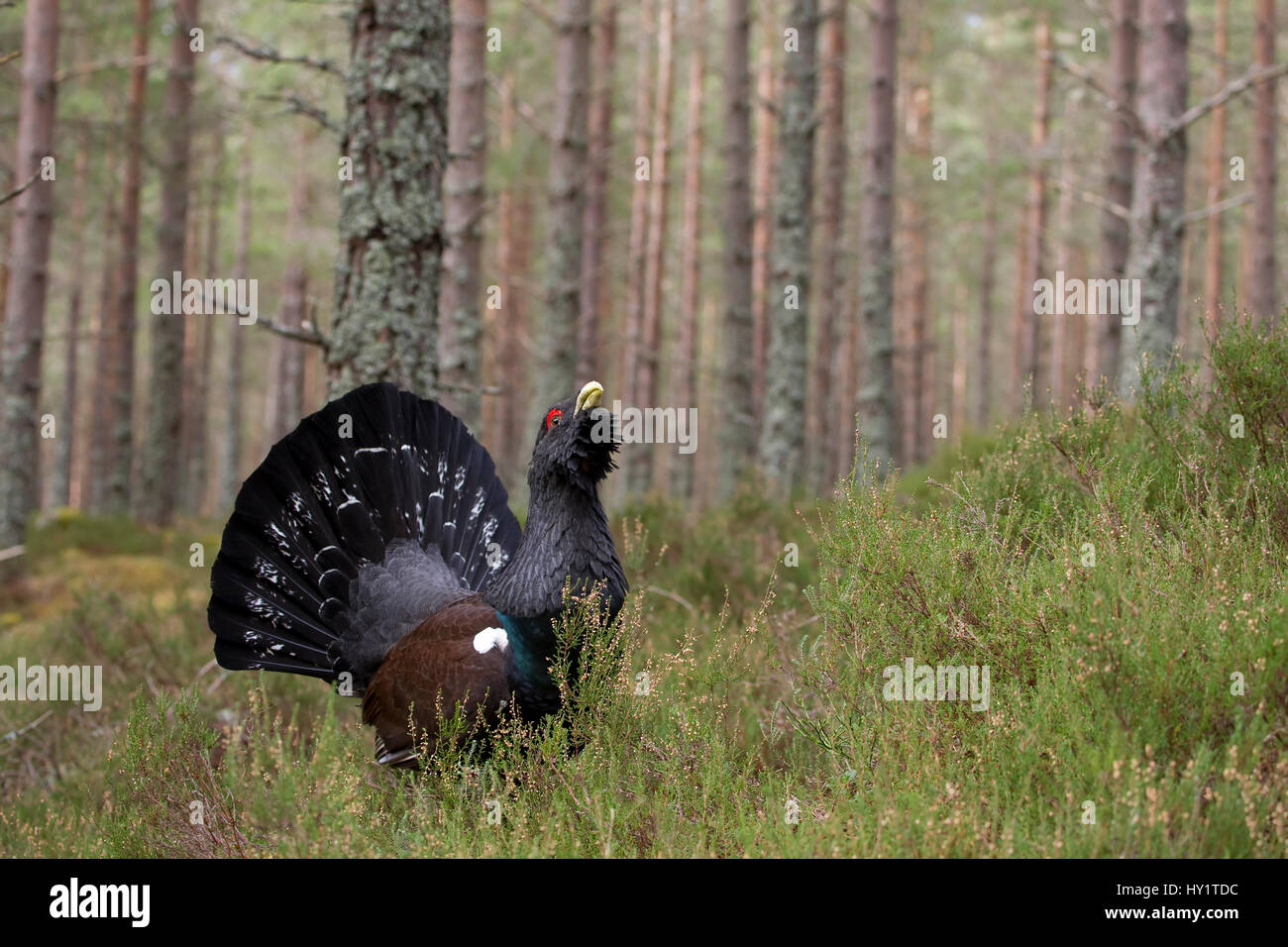 Male capercaillie (Tetrao urogallus) displaying in pine forest, Cairngorms National Park, Scotland, March 2012. Stock Photo