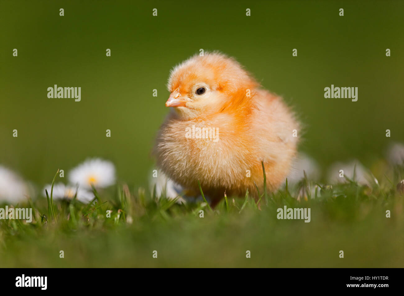 Domestic chicken (Gallus gallus domesticus) newly hatched day  chick  standing in amongst Daises  UK, March. Stock Photo