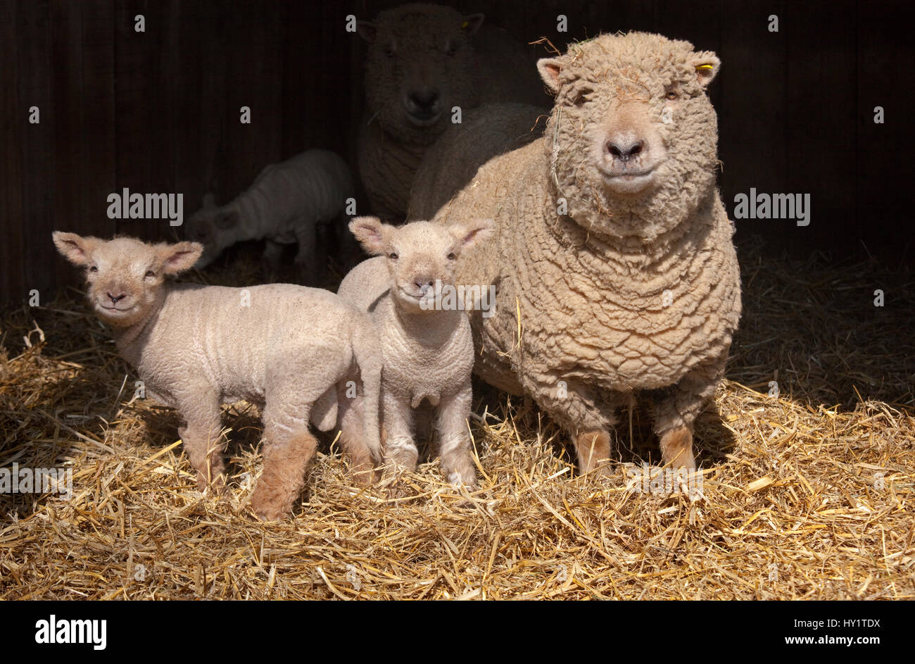 Domestic sheep, ewe and lambs in pen, UK Stock Photo