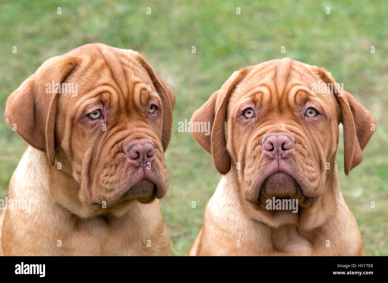 Dogue de Bordeaux puppies at 12 weeks Stock Photo