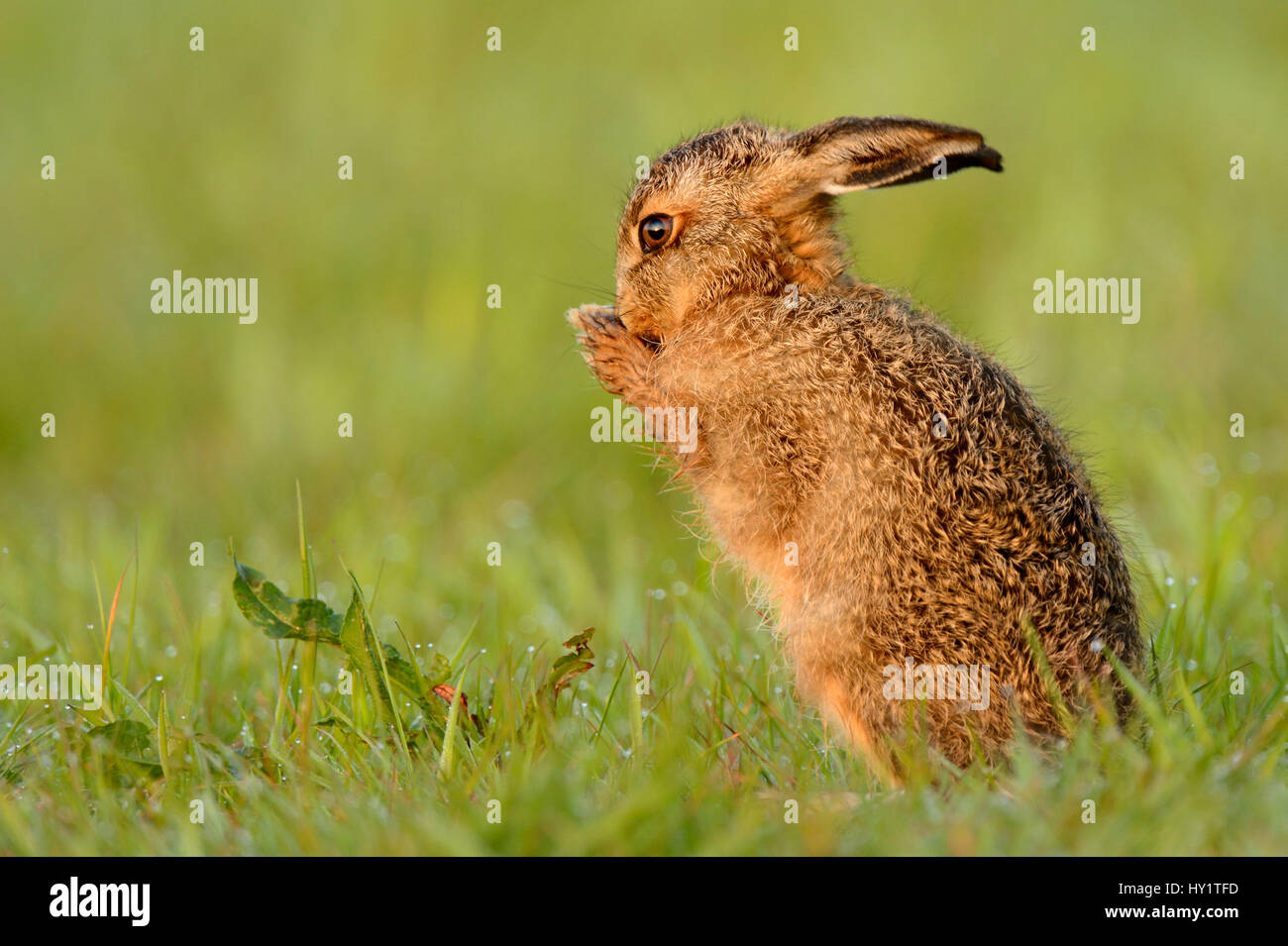 European hare (Lepus europaeus) leveret cleaning, UK, May Stock Photo