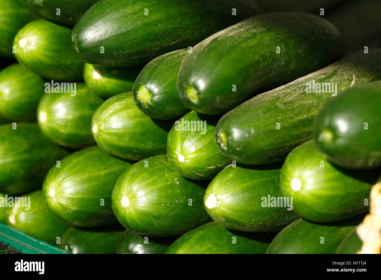 Organic mini cucumbers featuring cucumber, fresh, and background