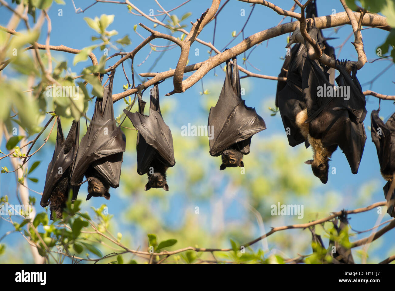 Spectacled flying fox (Pteropus conspicillatus) colony roosting during daytime, North Queensland, Australia, November 2012 Stock Photo