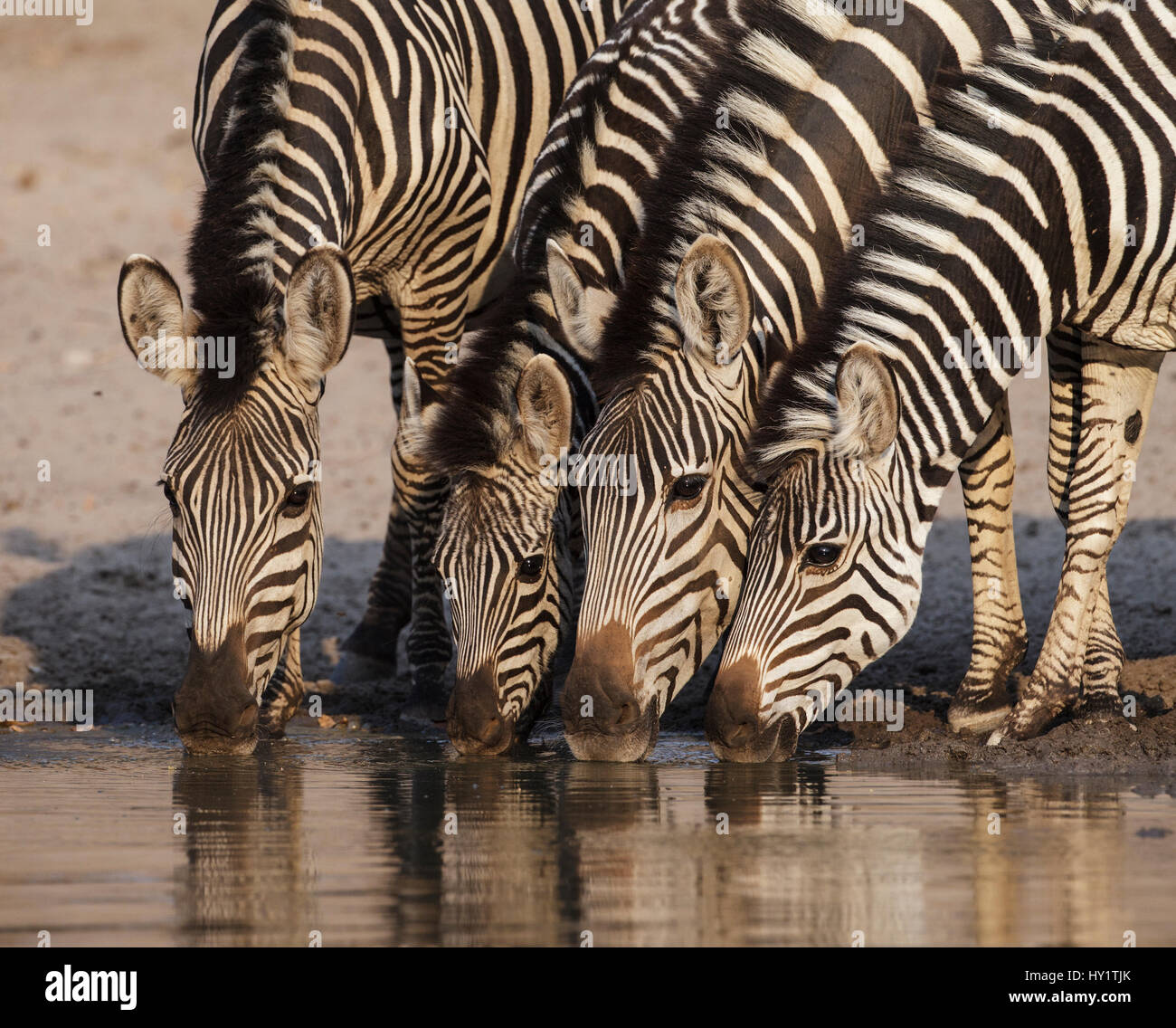 Grant's Zebra (Equus quagga boehmi) four drinking at waterhole, Mana Pools National Park, Zimbabwe October 2012 Stock Photo