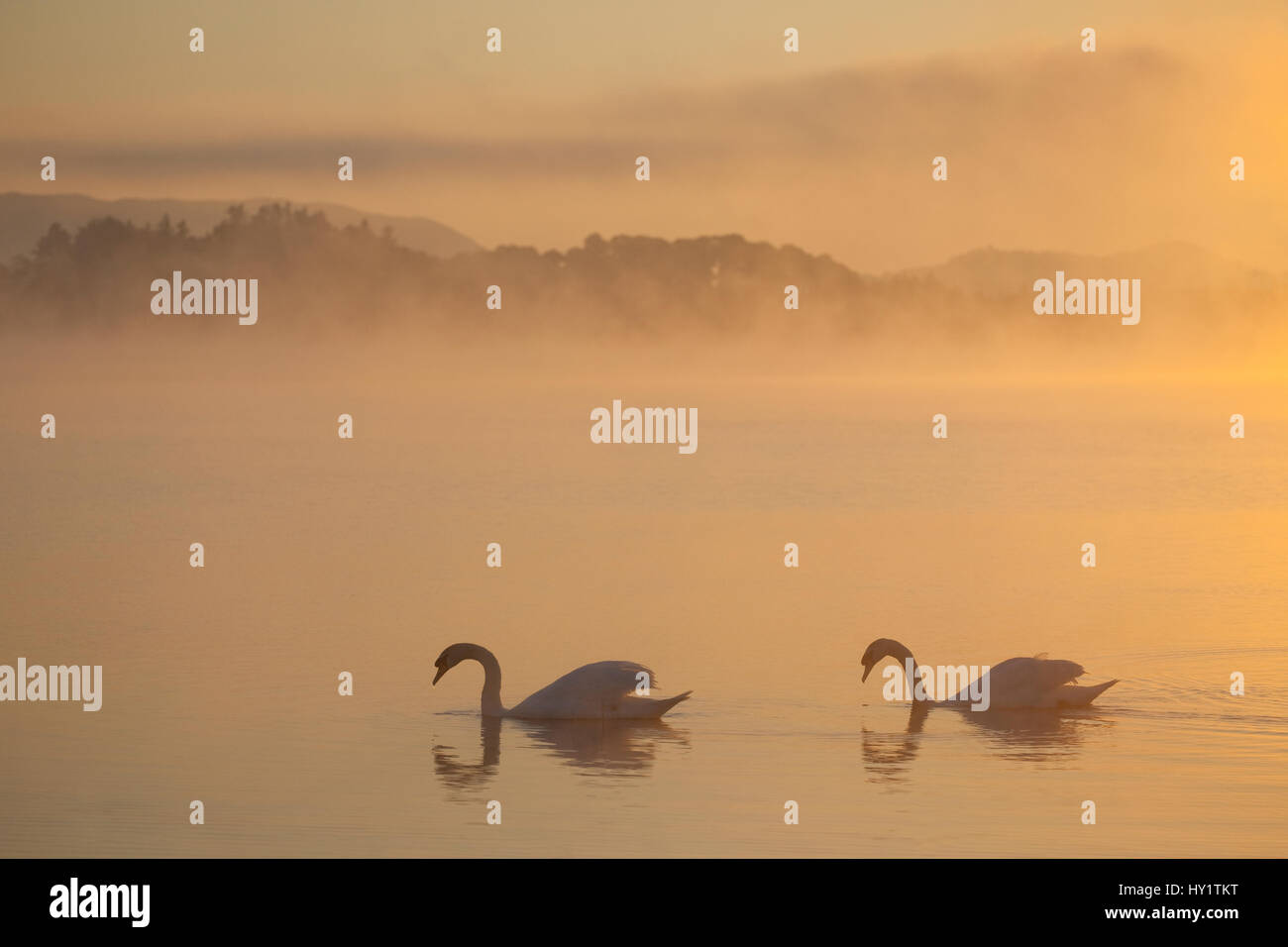 Two Mute swans (Cygnus olor) on River Spey at dawn, Cairngorms National Park, Scotland, UK, May. Stock Photo