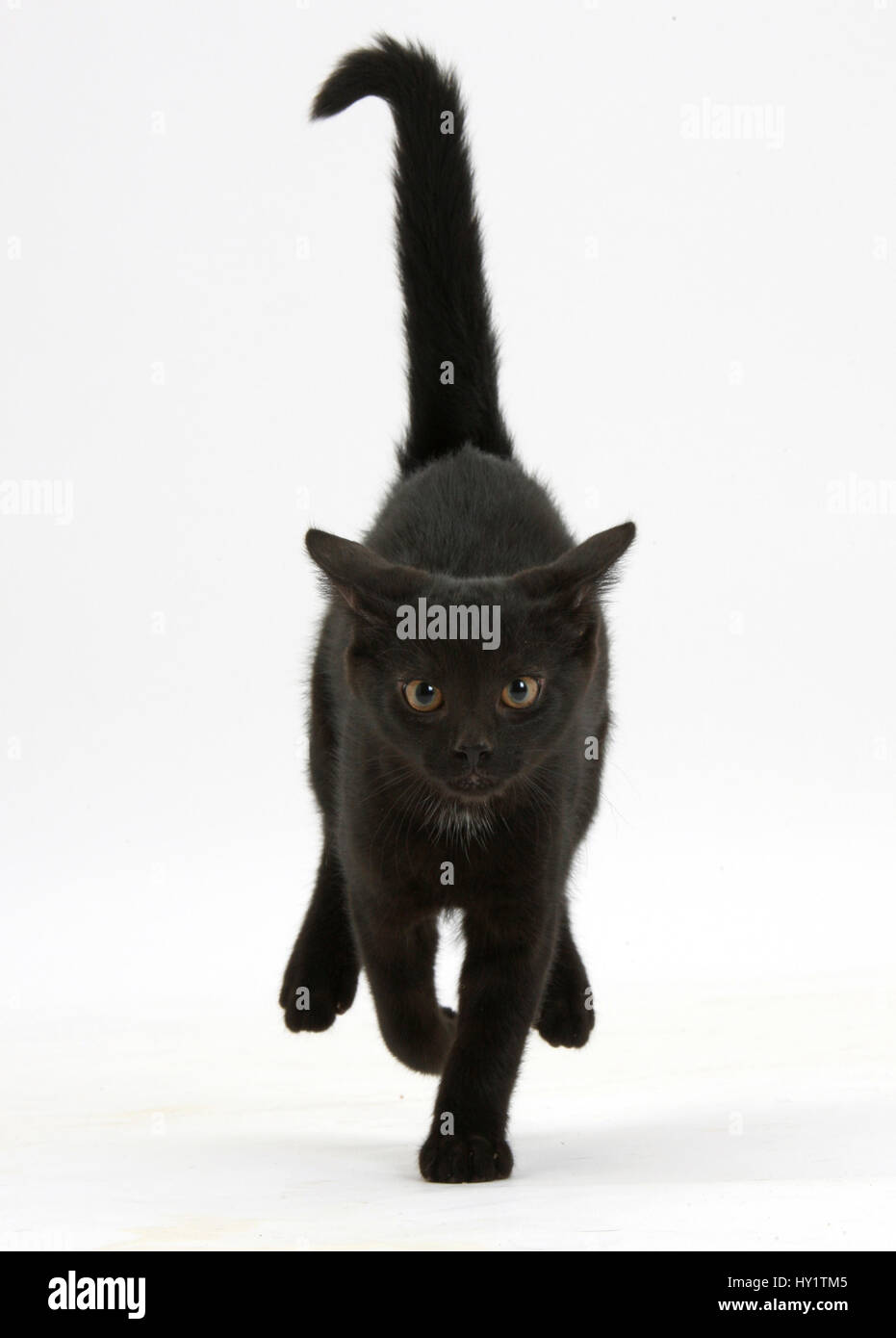 Black male kitten, Buxie, 12 weeks old, running forward. Stock Photo
