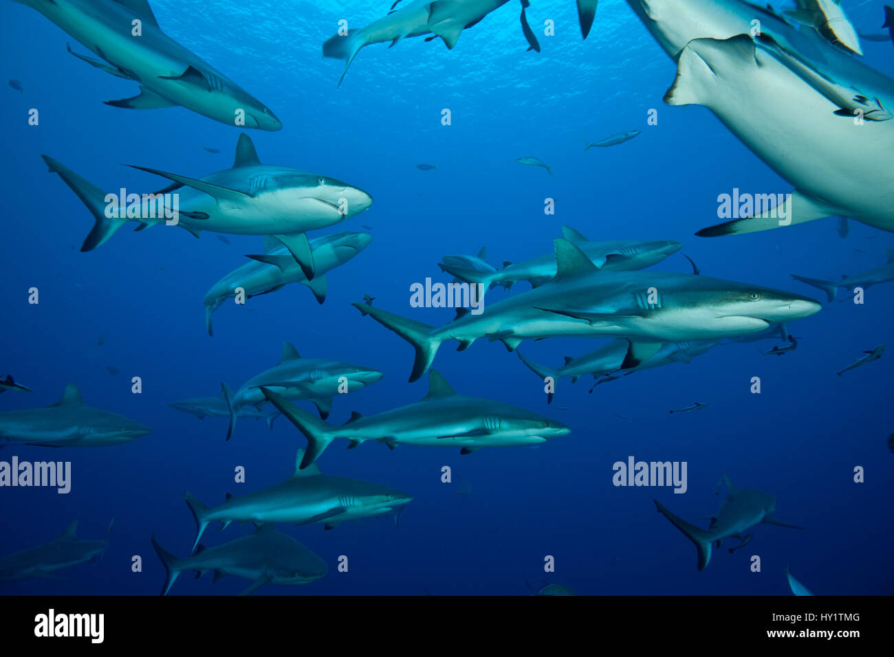 Grey reef sharks (Carcharhinus amblyrhynchos) in Great Barrier Reef ...