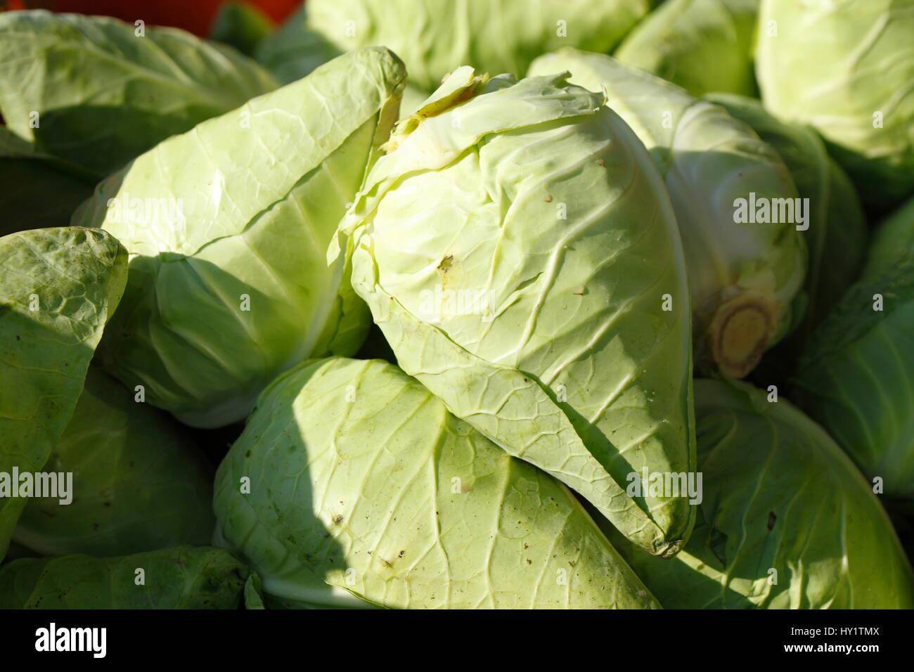 fresh green cabbage heads on a market stall Stock Photo Alamy