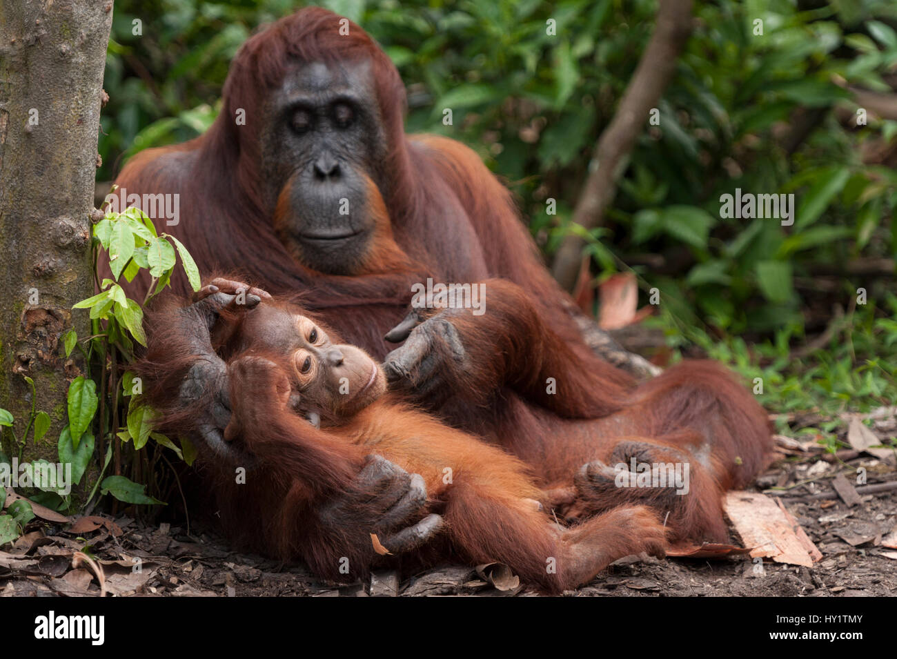 Bornean Orangutan (Pongo pygmaeus wurmbii)mother and baby, Tanjung Puting National Park, Borneo, Central Kalimantan, Indonesia Stock Photo