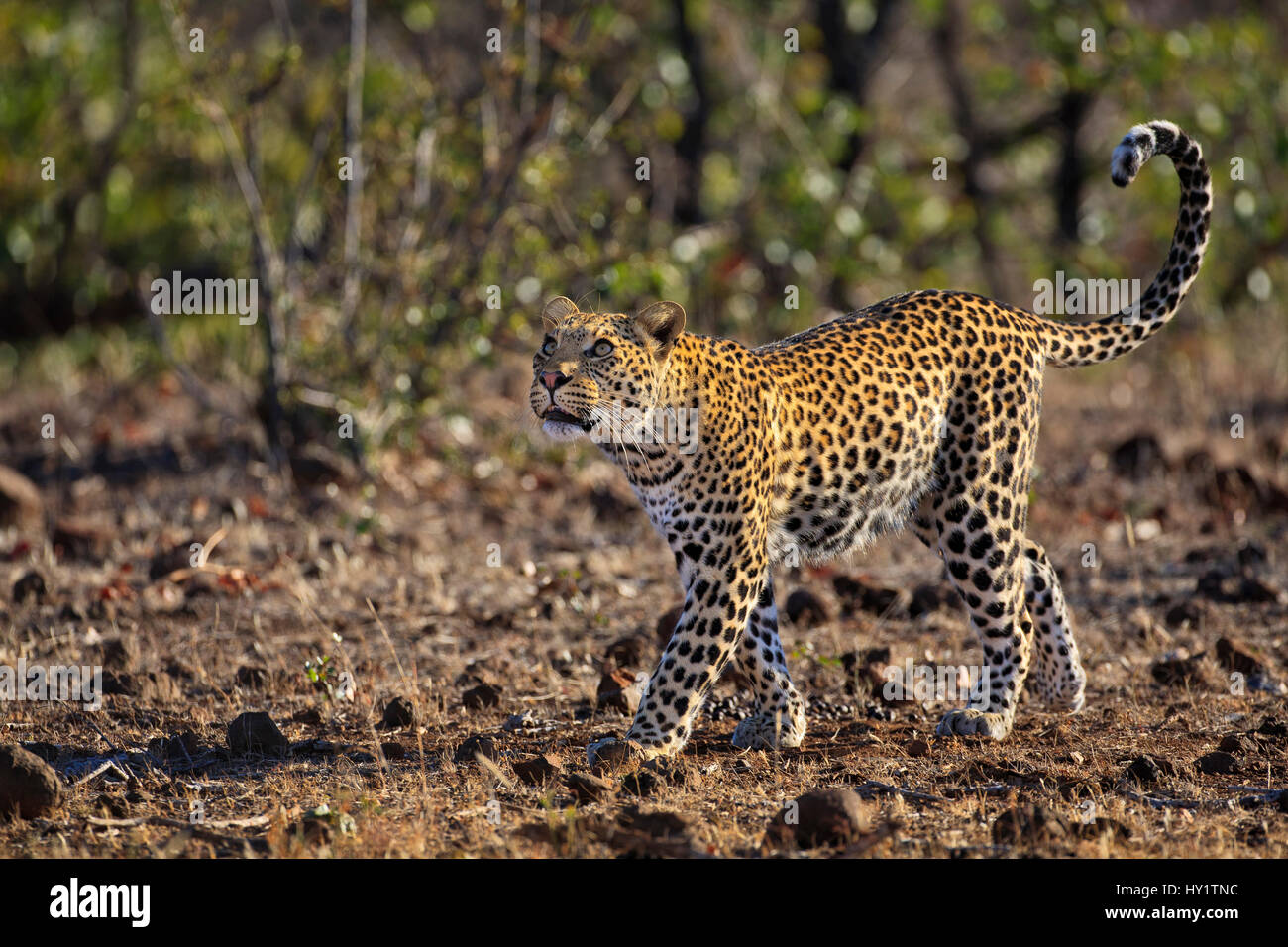 A young male African Leopard (Panthera pardus pardus) looking up. Mashatu, Botswana, July. Stock Photo