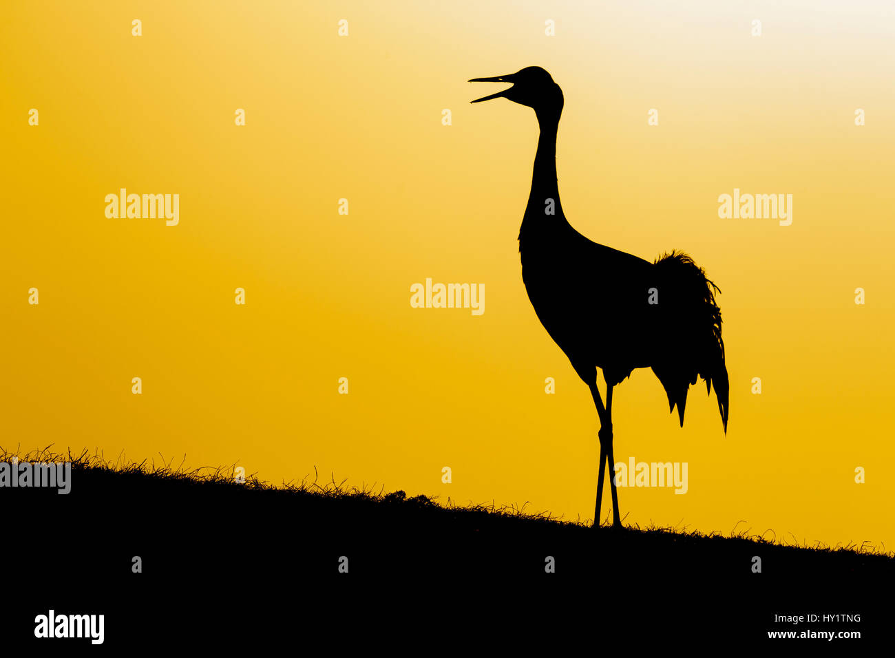 Common / Eurasian crane (Grus grus) calling at sunset, silhouette. Lake Hornborga, Sweden, April. Stock Photo