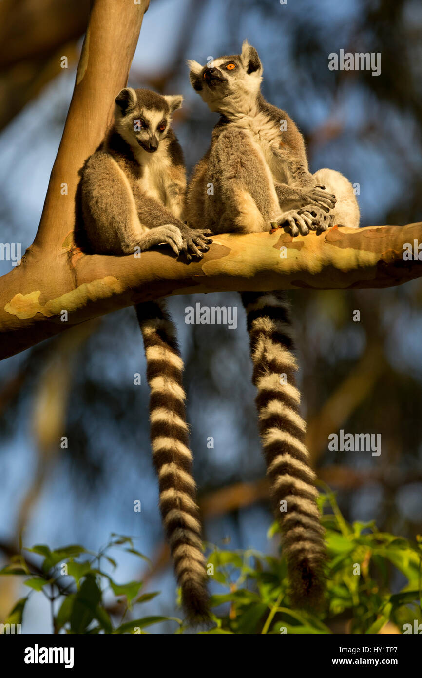 Ringtail Lemurs Lemur Catta Sitting On Branch Madagascar
