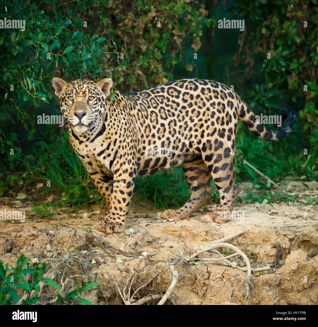 Wild male Jaguar (Panthera onca palustris) along the bank of the Cuiaba River in late afternoon sun light. Northern Pantanal, Brazil. Stock Photo