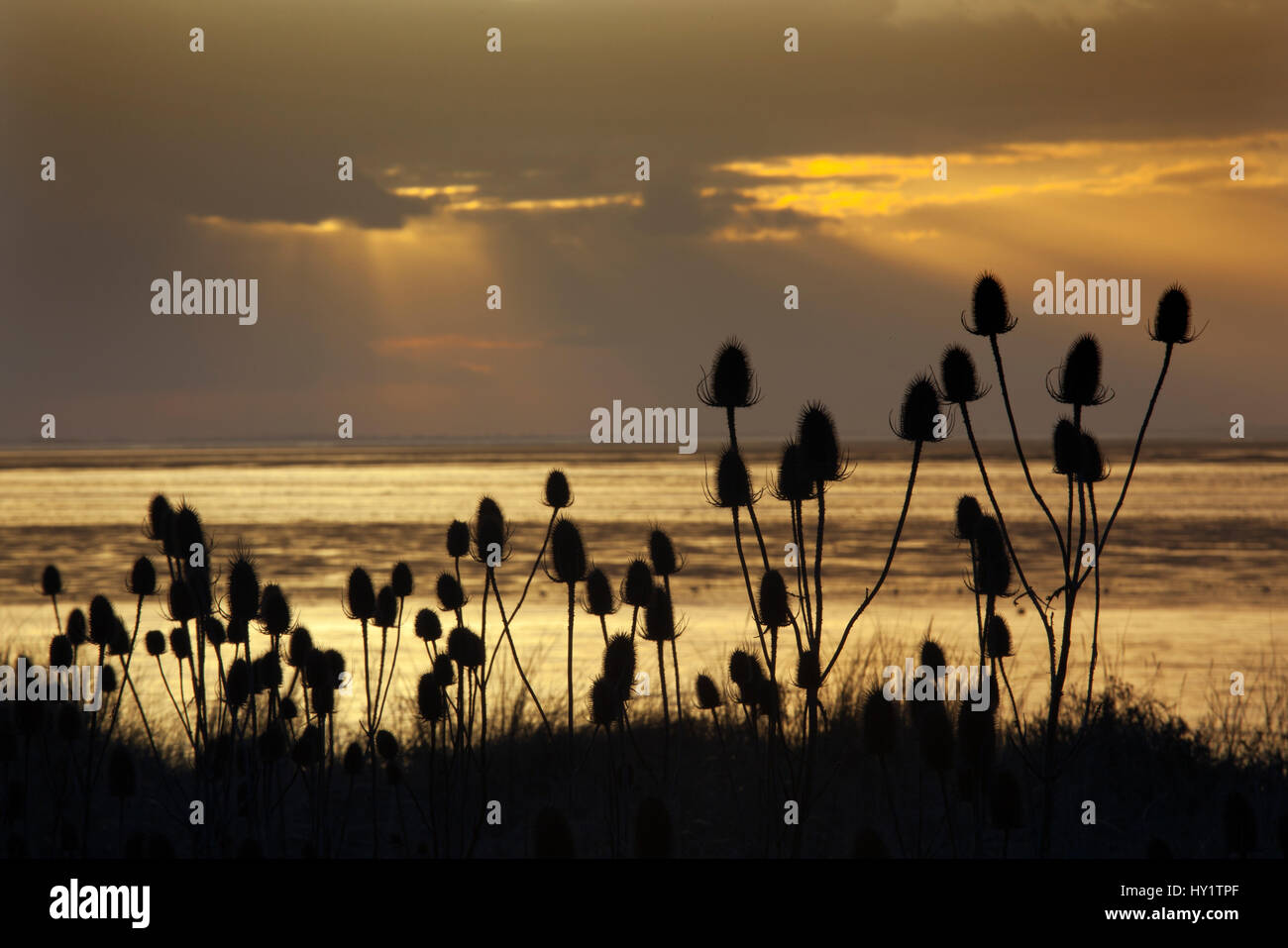 Teasel (Dipsacus fullonum) seed heads at Snettisham, The Wash in evening sun at low tide, Norfolk , UK, May Stock Photo