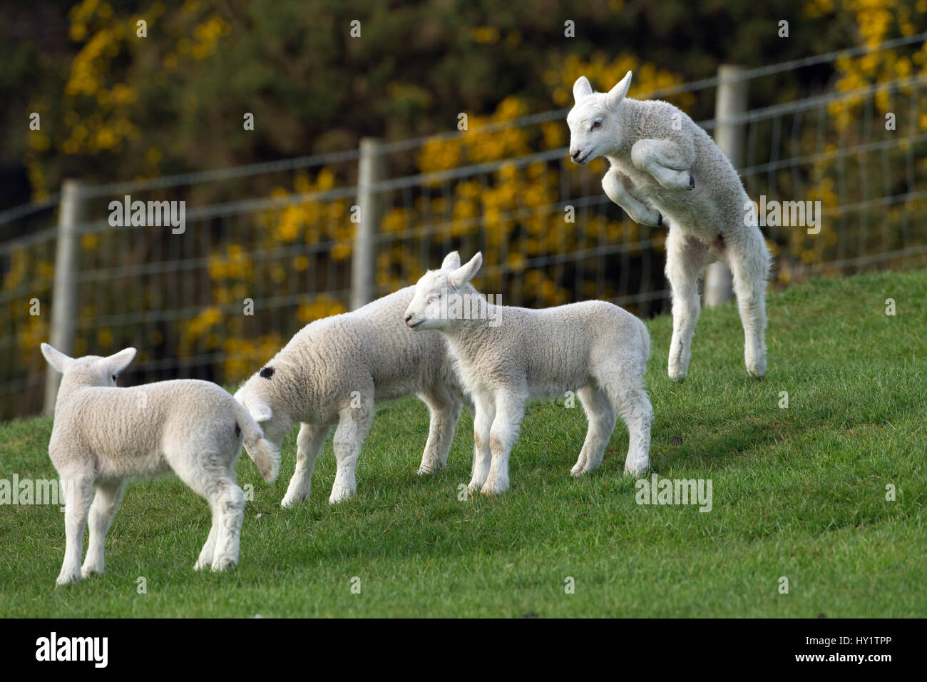 Spring lambs in playing in grass meadow, UK April Stock Photo