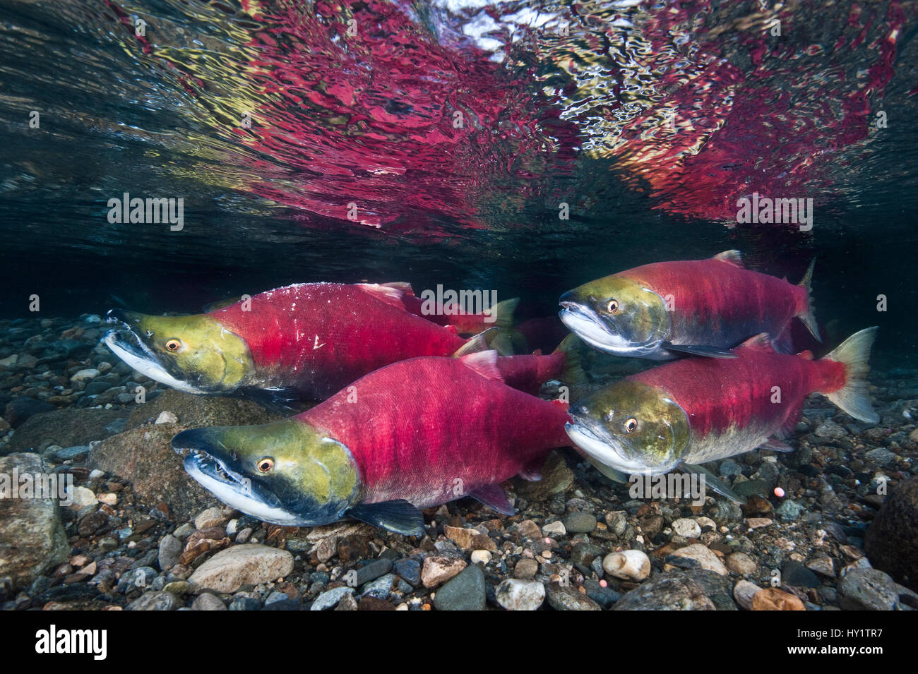 Sockeye Stock Photos & Sockeye Stock Images - Alamy