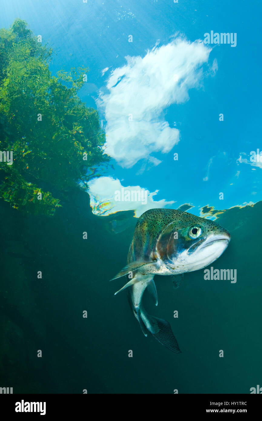 Rainbow trout hi-res stock photography and images - Alamy