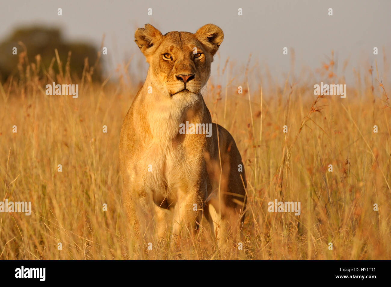 African Lion (Panthera leo) female hunting, Masai Mara, Kenya Stock Photo