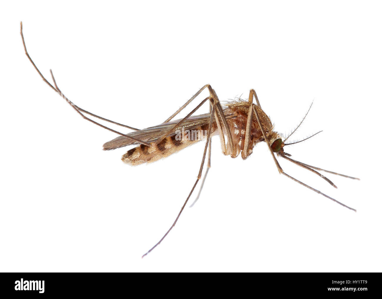 Mosquito (Culex pipiens) female on white background, Surrey, England Stock Photo