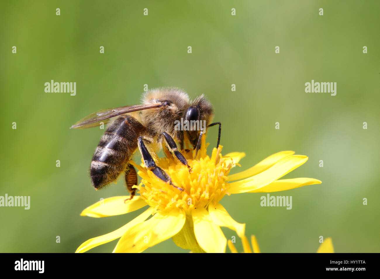Honey Bee (Apis mellifera) worker gathering nectar from Ragwort. Surrey, England, August Stock Photo