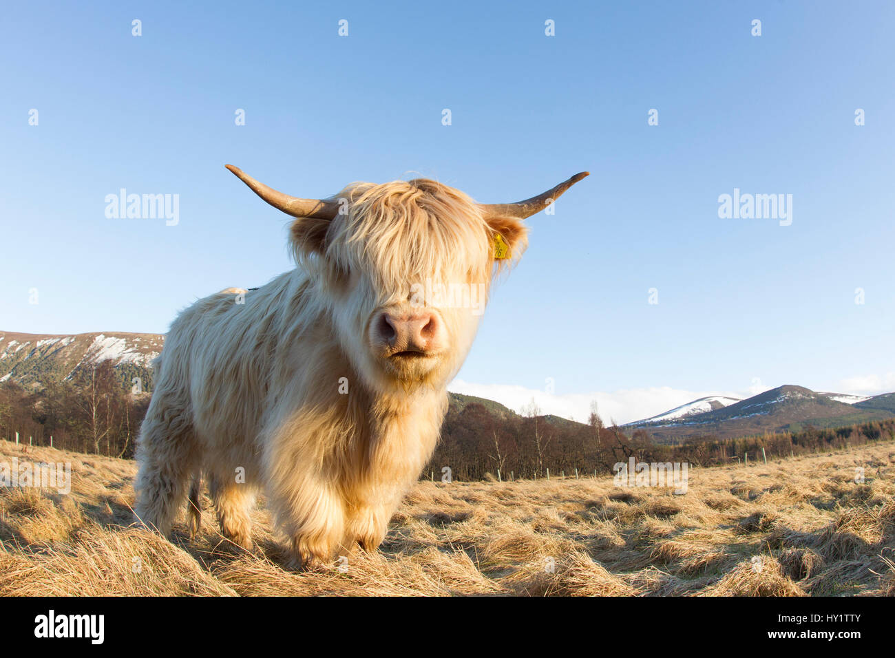 Highland Cow, Glenfeshie, Caringorms National Park, Scotland, February. Stock Photo