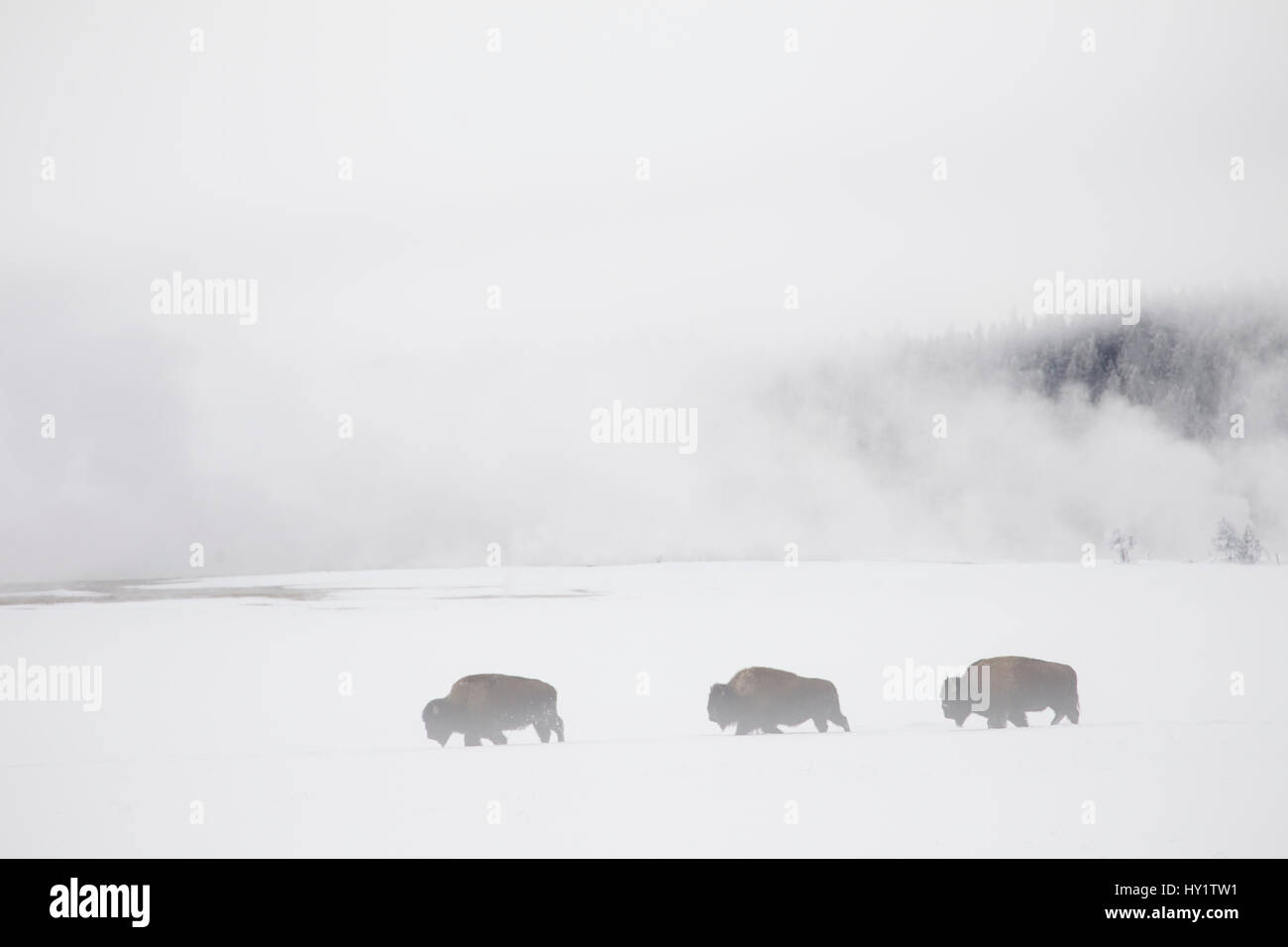 Procession of Bison (Bison bison) in front of geysers in winter, Yellowstone National Park, Wyoming, USA, February 2013. Stock Photo