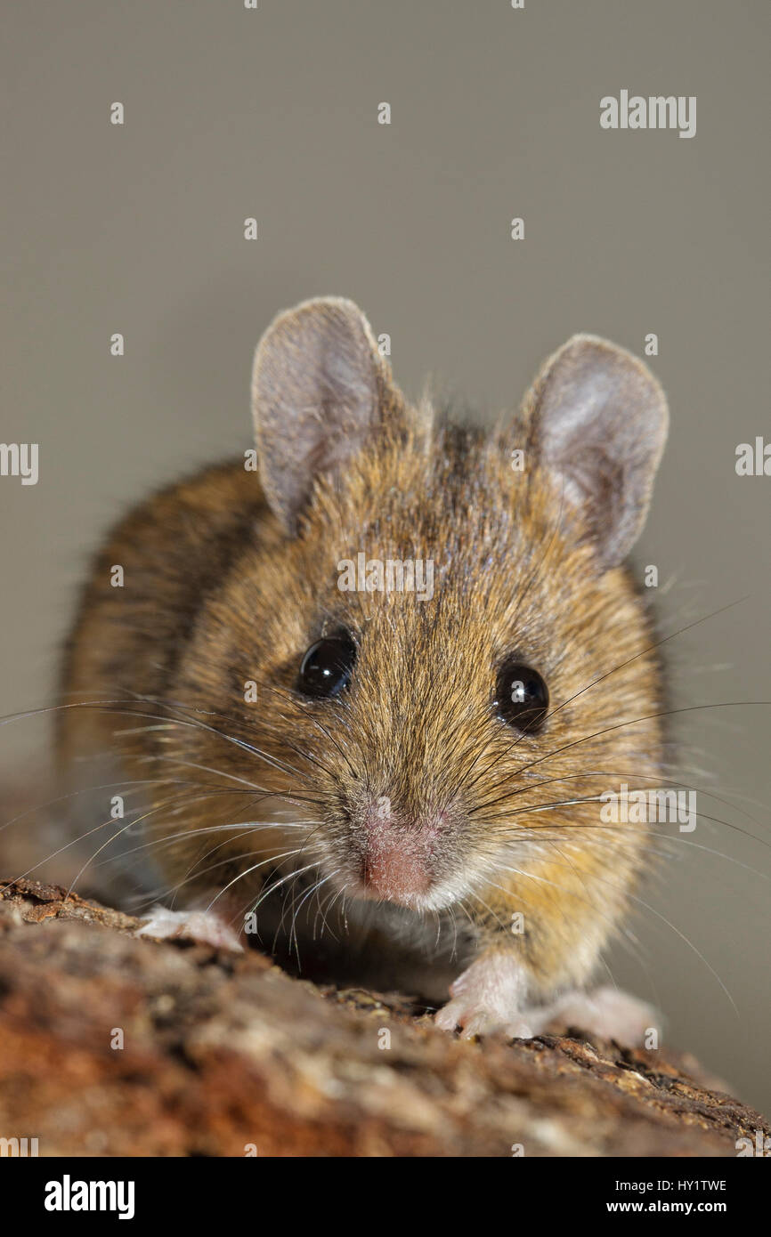 House mouse (Mus musculus) close-up portrait. Southern Norway. January. Stock Photo