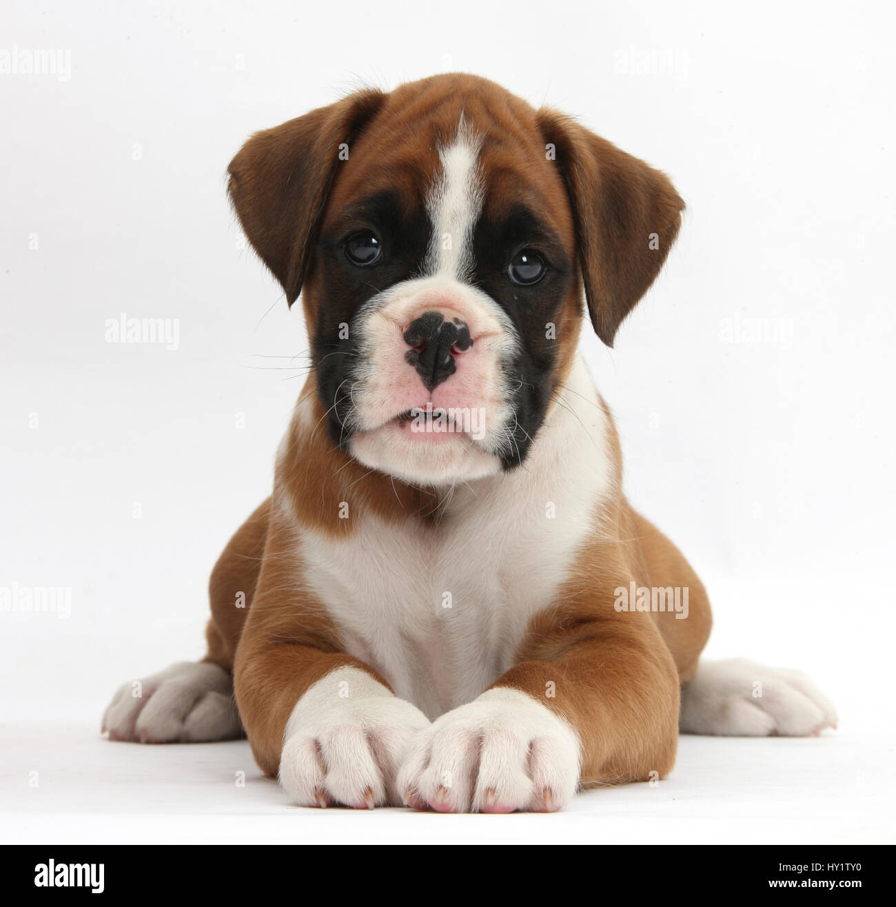 Boxer Puppy 7 Weeks Lying Head Up Against White Background Stock Photo Alamy