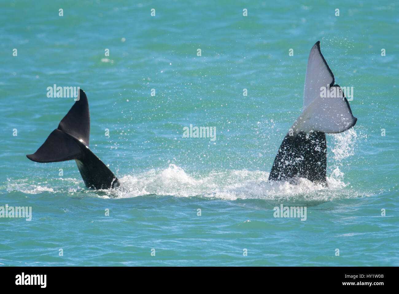 Orca whales (Orcinus orca) two diving with caudal fins out of water. Punta Norte Natural Reserve, Peninsula Valdes, Chubut Province, Patagonia Argentina Stock Photo