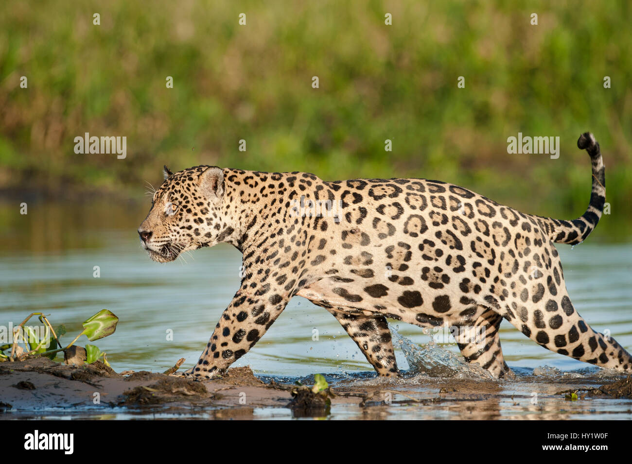 Wild male Jaguar (Panthera onca palustris) running through the shallows of a backwater of the Cuiaba River in late afternoon sun light. Northern Pantanal, Brazil. Stock Photo