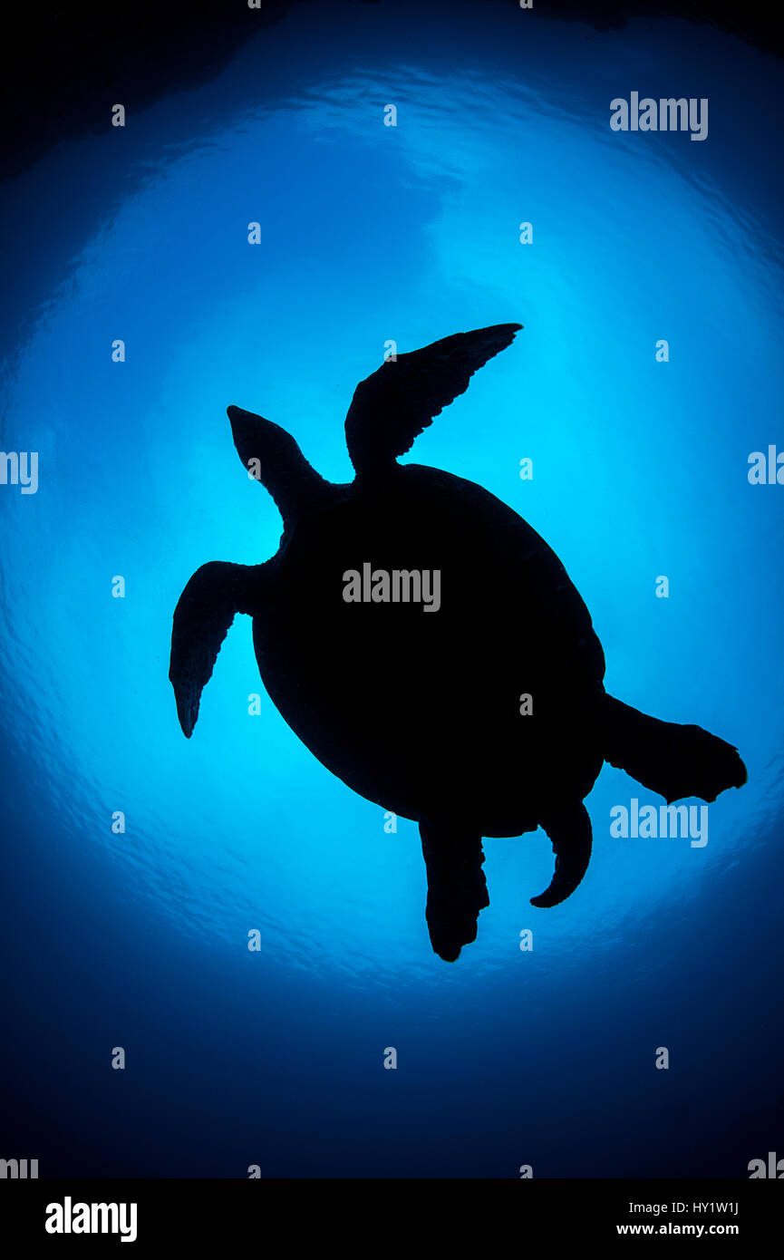 Silhouette of large male Hawksbill turtle (Eretmochelys imbricata) swimming in open water above coral reef. Boo West, Misool, Raja Ampat, West Papua, Indonesia. Tropical West Pacific Ocean. Ceram Sea. Stock Photo