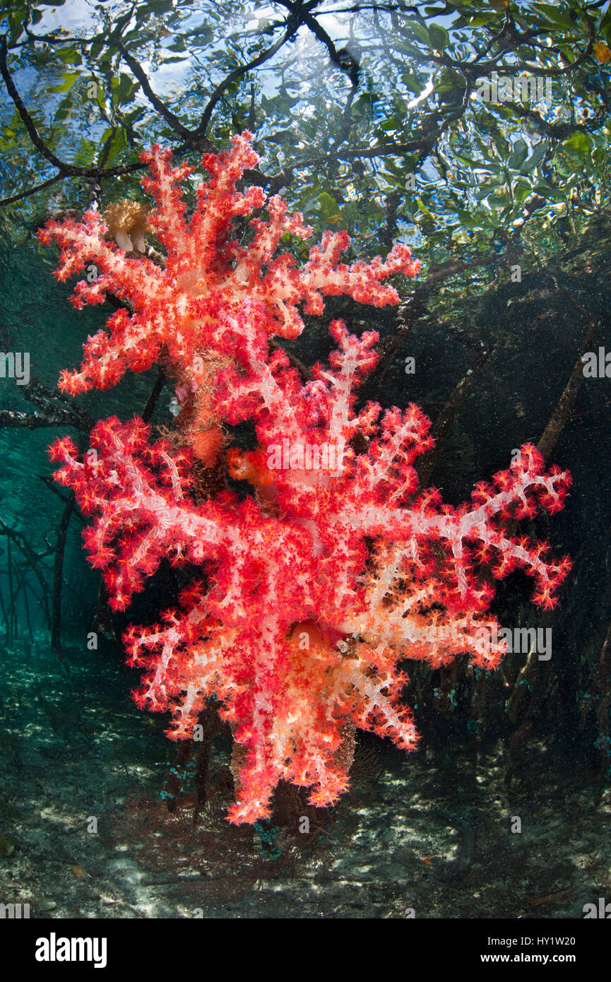 Red soft corals (Dendronephthya sp.) growing attached to the root of mangrove tree, beneath the canopy of mangrove forest. Nampele Islands, Misool, Raja Ampat, Indonesia. Stock Photo