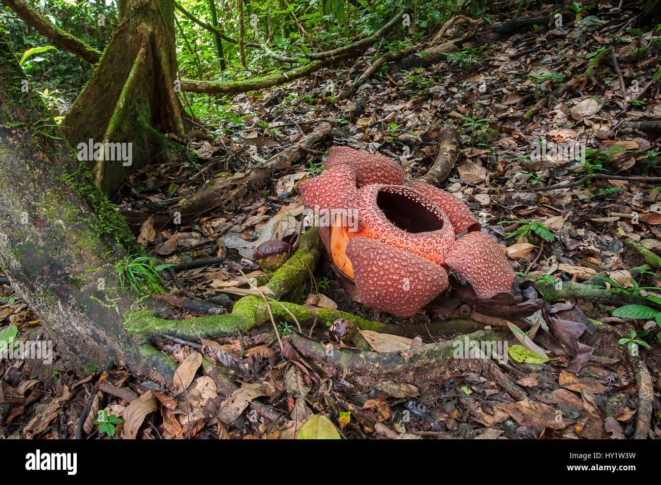 Rafflesia flower (Rafflesia keithii) (around 3 days) growing from Tetrastigma vine on rainforest floor. Lower slopes of Mt Kinabalu, Sabah, Borneo. Stock Photo